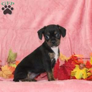 Marigold, Boston Terrier Mix Puppy